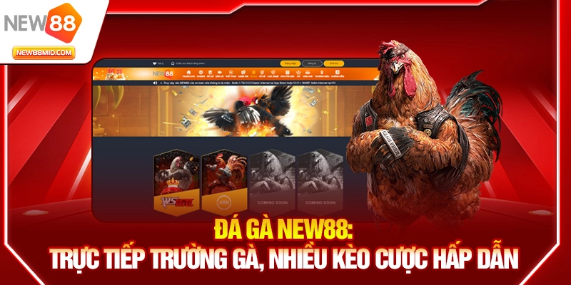Đá gà New88: Trực tiếp trường gà, nhiều kèo cược hấp dẫn