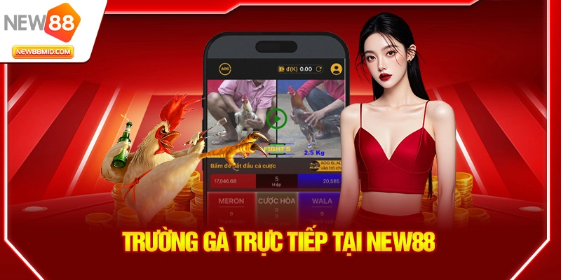 Trường gà trực tiếp tại New88